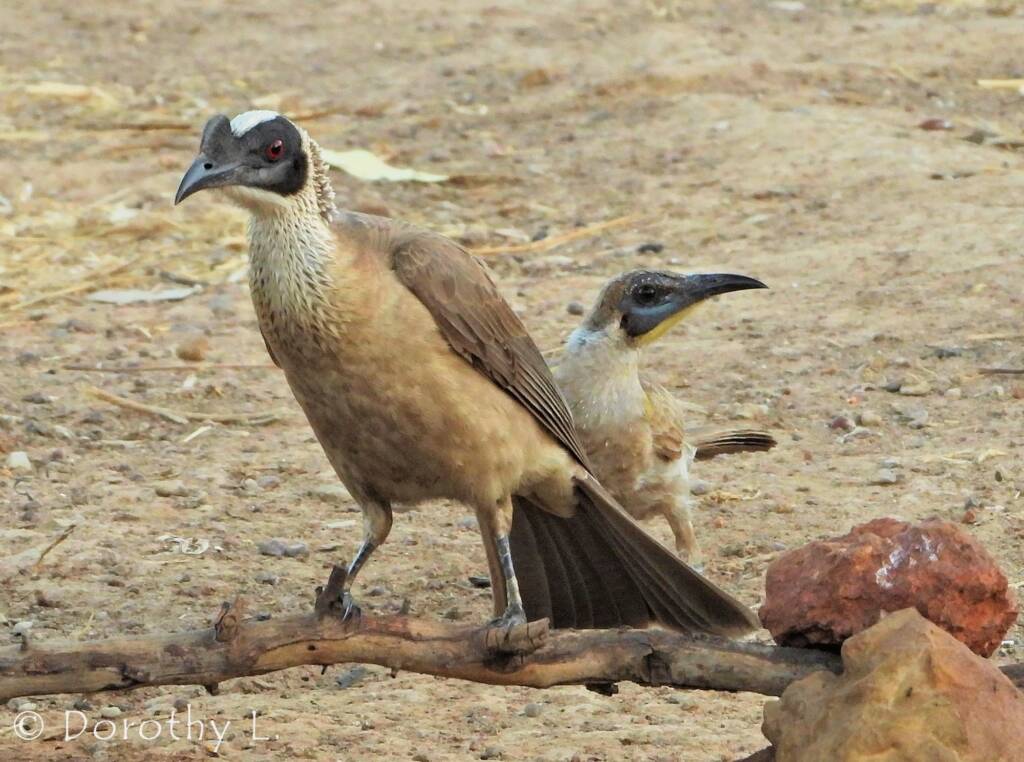 Silver-crowned Friarbird and Little Friarbird