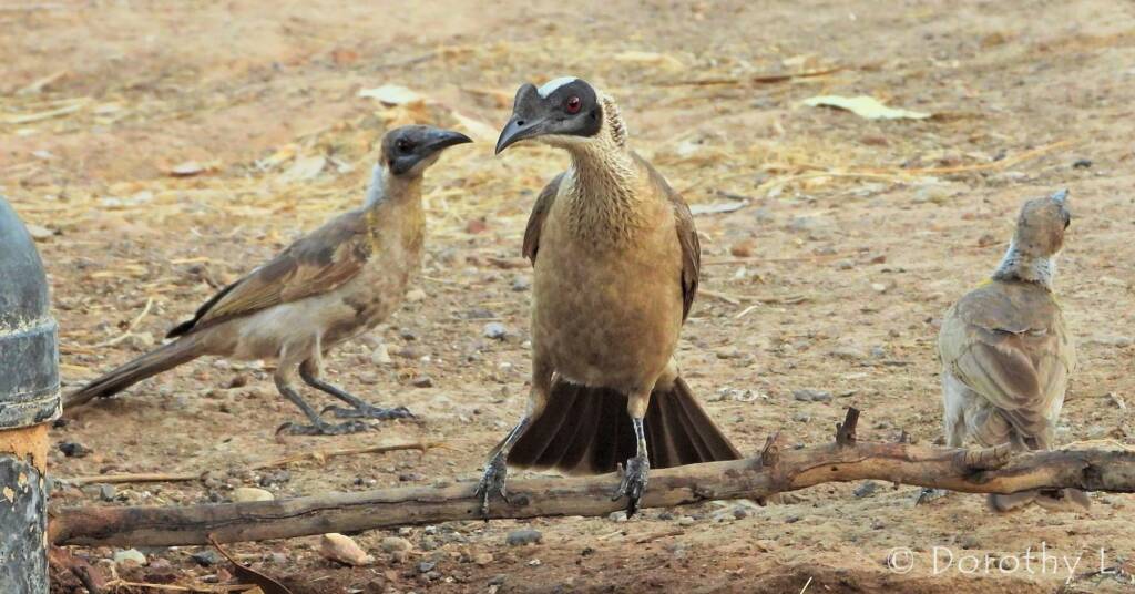 Silver-crowned Friarbird and Little Friarbird