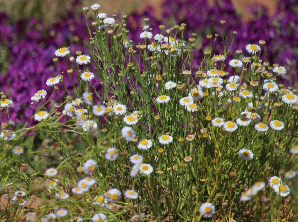 Variable Daisy (Brachyscome ciliaris), Binns Track, NT
