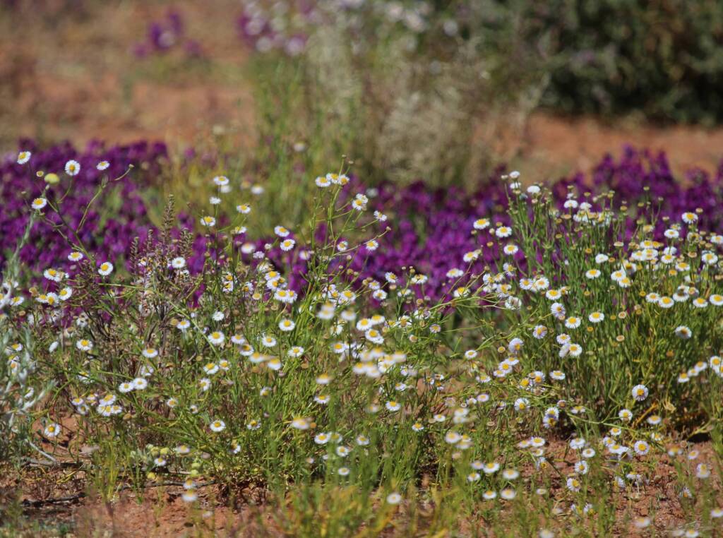 Variable Daisy (Brachyscome ciliaris), Binns Track, NT