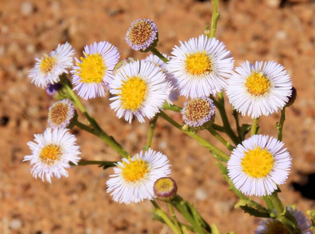 Variable Daisy (Brachyscome ciliaris), Binns Track, NT