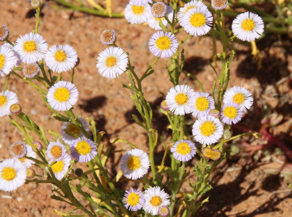 Variable Daisy (Brachyscome ciliaris), Binns Track, NT