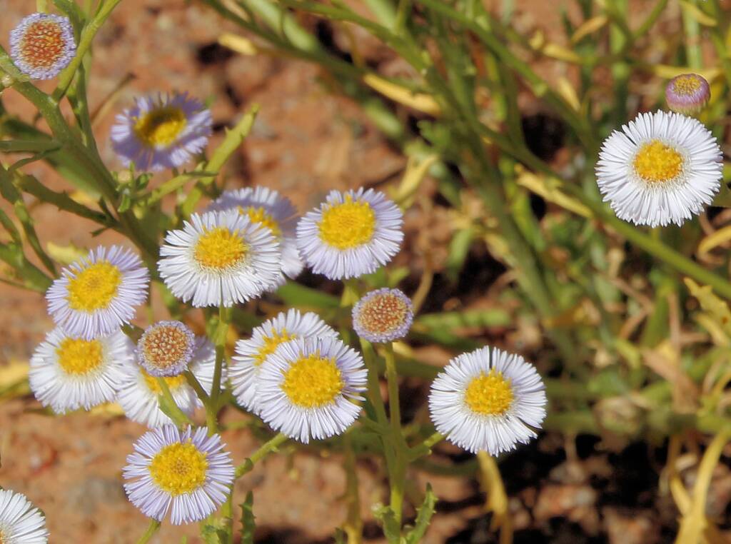 Variable Daisy (Brachyscome ciliaris), Binns Track, NT