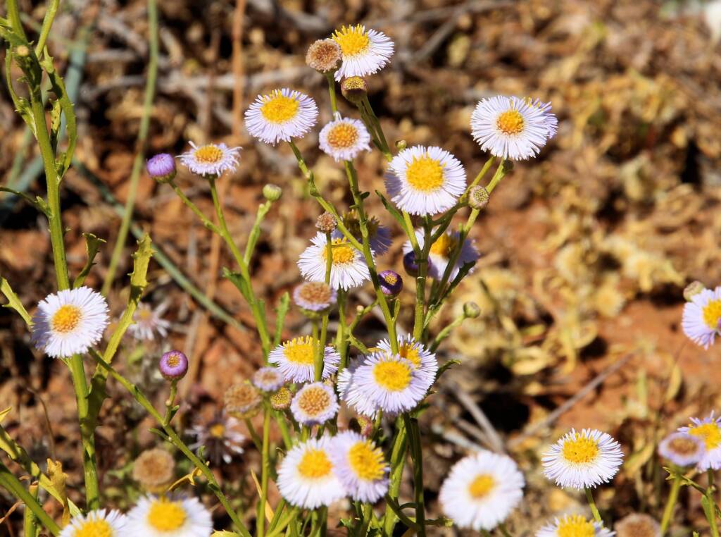 Variable Daisy (Brachyscome ciliaris), Binns Track, NT