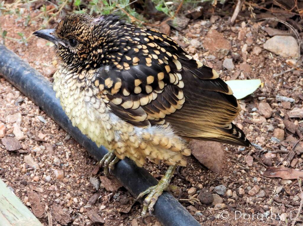 Western Bowerbird (Chlamydera guttata)