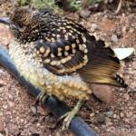 Western Bowerbird (Chlamydera guttata)