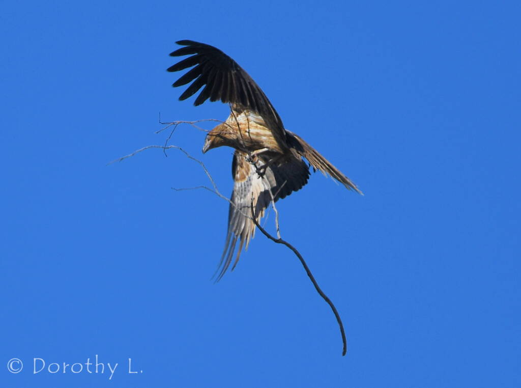 Whistling Kite (Haliastur sphenurus) carrying nesting material