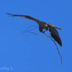 Whistling Kite (Haliastur sphenurus) carrying nesting material