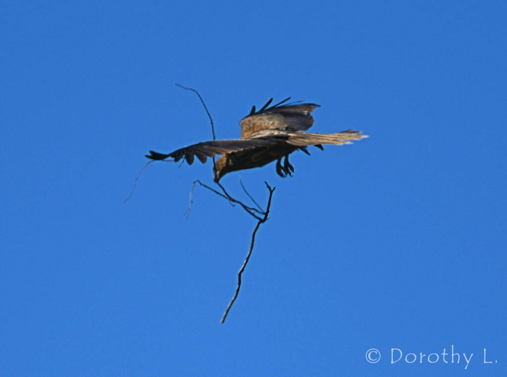 Whistling Kite (Haliastur sphenurus) carrying nesting material