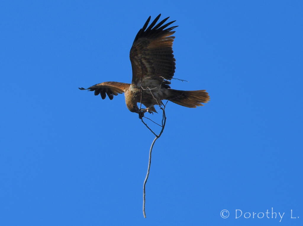 Whistling Kite (Haliastur sphenurus) carrying nesting material