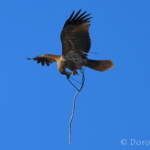 Whistling Kite (Haliastur sphenurus) carrying nesting material
