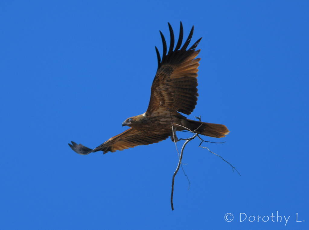 Whistling Kite (Haliastur sphenurus) carrying nesting material