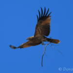Whistling Kite (Haliastur sphenurus) carrying nesting material