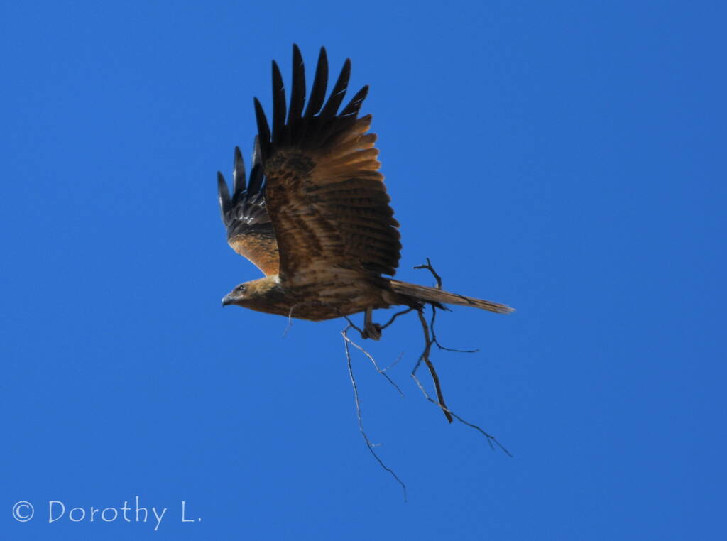 Whistling Kite (Haliastur sphenurus) carrying nesting material