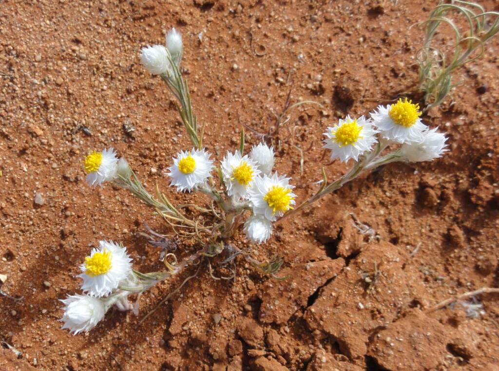 White Paper Daisy (Rhodanthe floribunda), Binns Track, NT
