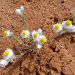 White Paper Daisy (Rhodanthe floribunda), Binns Track, NT