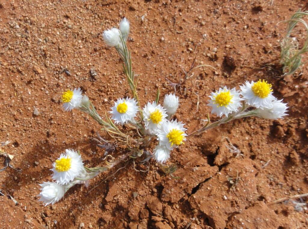White Paper Daisy (Rhodanthe floribunda), Binns Track, NT