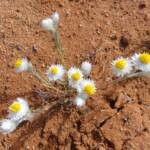 White Paper Daisy (Rhodanthe floribunda), Binns Track, NT