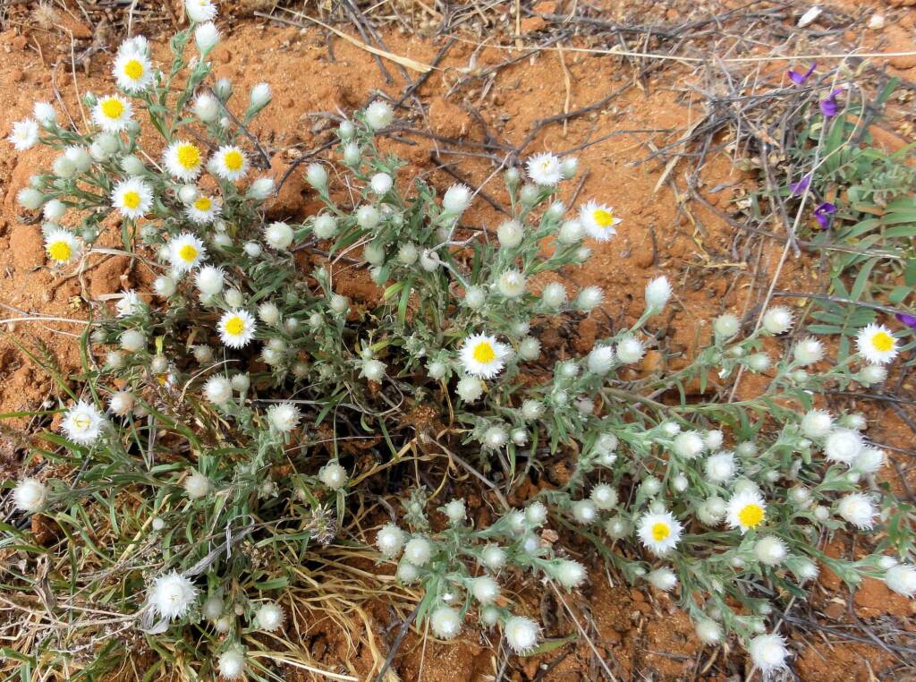 White Paper Daisy (Rhodanthe floribunda), Binns Track, NT