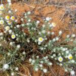 White Paper Daisy (Rhodanthe floribunda), Binns Track, NT