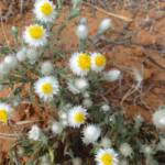 White Paper Daisy (Rhodanthe floribunda), Binns Track, NT