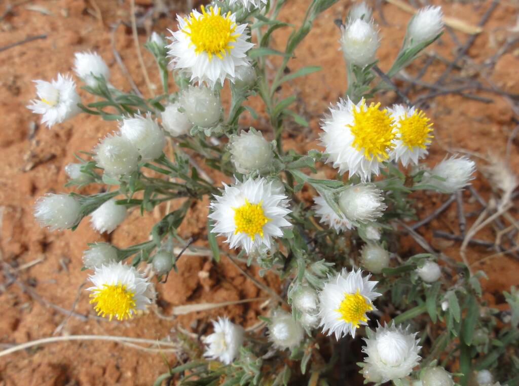White Paper Daisy (Rhodanthe floribunda), Binns Track, NT