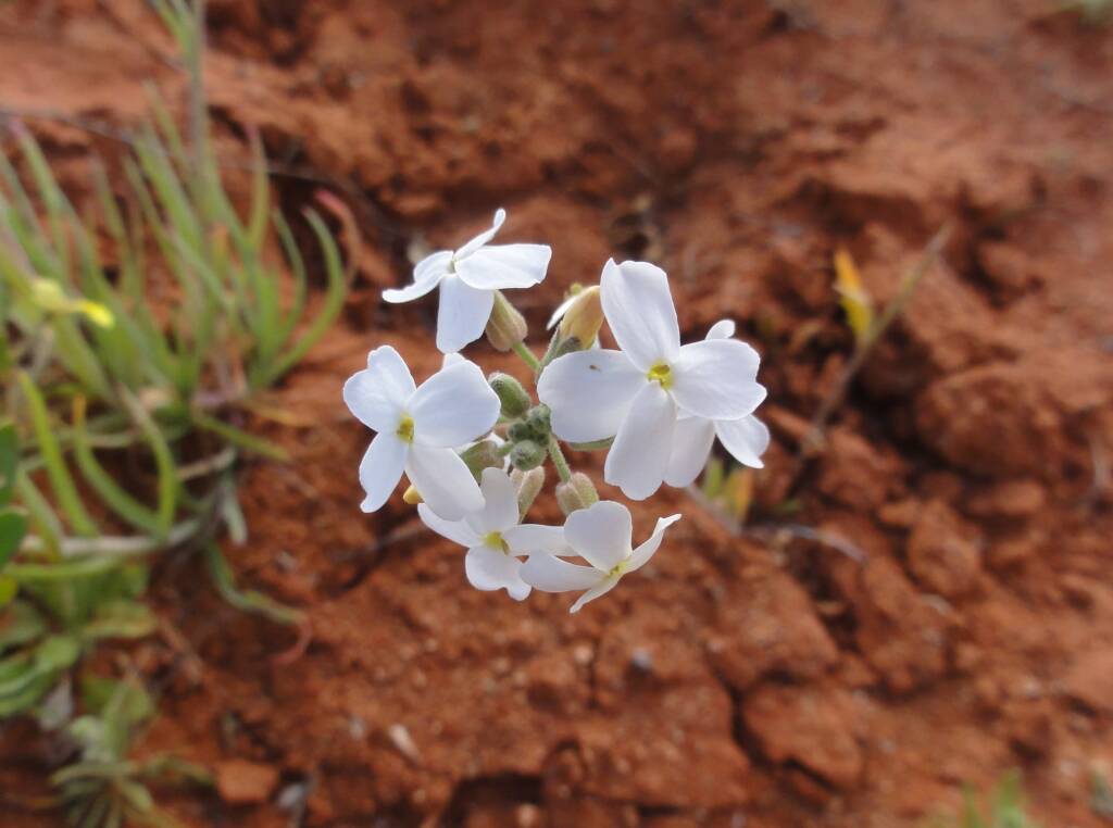 Wild Stock (Blennodia canescens), Binns Track, NT