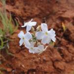 Wild Stock (Blennodia canescens), Binns Track, NT
