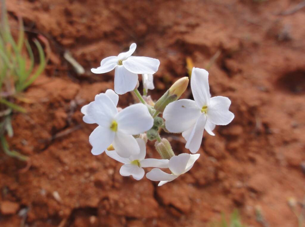 Wild Stock (Blennodia canescens), Binns Track, NT