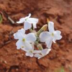 Wild Stock (Blennodia canescens), Binns Track, NT