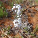 Wild Stock (Blennodia canescens), Binns Track, NT