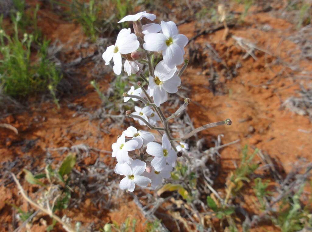 Wild Stock (Blennodia canescens), Binns Track, NT