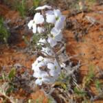 Wild Stock (Blennodia canescens), Binns Track, NT