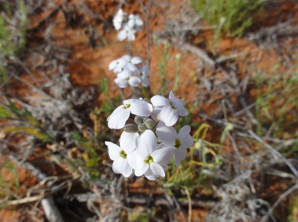 Wild Stock (Blennodia canescens), Binns Track, NT