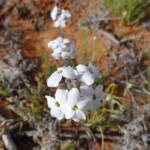 Wild Stock (Blennodia canescens), Binns Track, NT