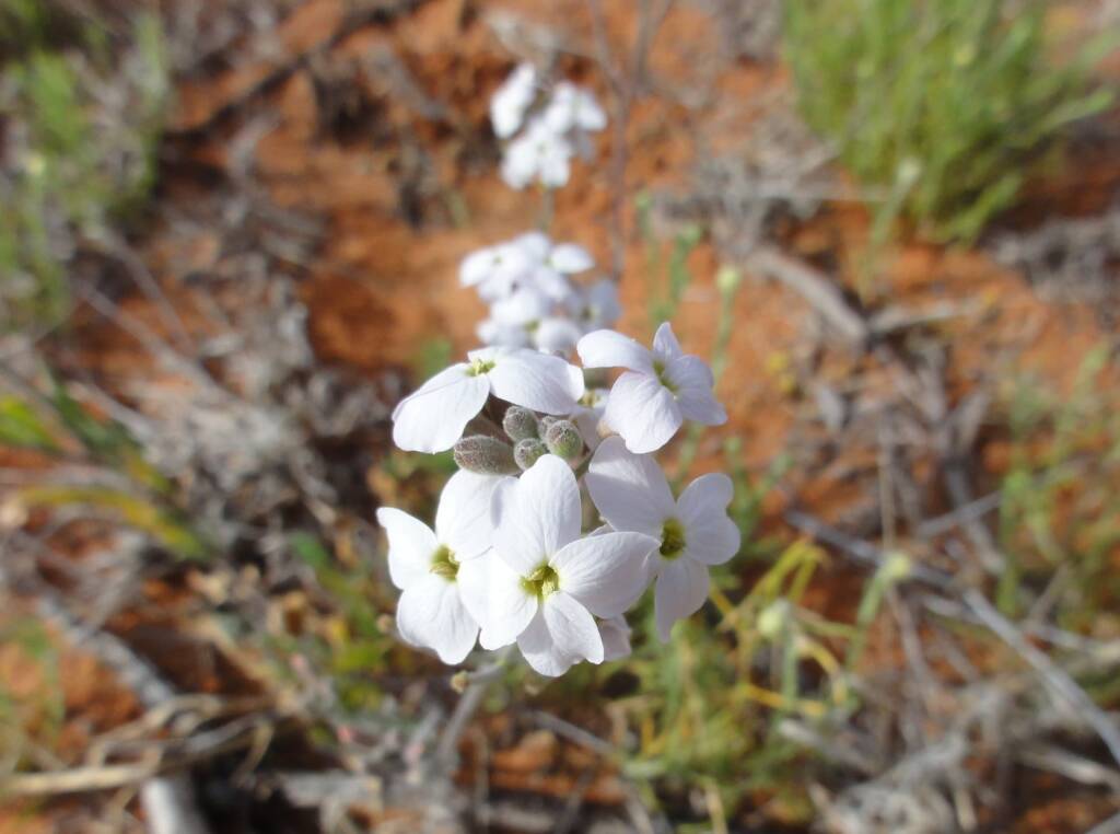 Wild Stock (Blennodia canescens), Binns Track, NT
