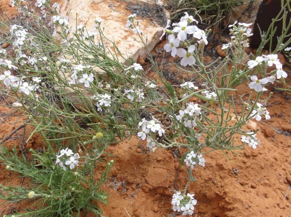 Wild Stock (Blennodia canescens), Binns Track, NT