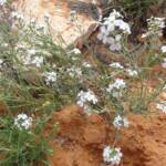Wild Stock (Blennodia canescens), Binns Track, NT