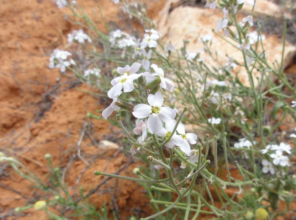 Wild Stock (Blennodia canescens), Binns Track, NT