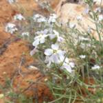 Wild Stock (Blennodia canescens), Binns Track, NT