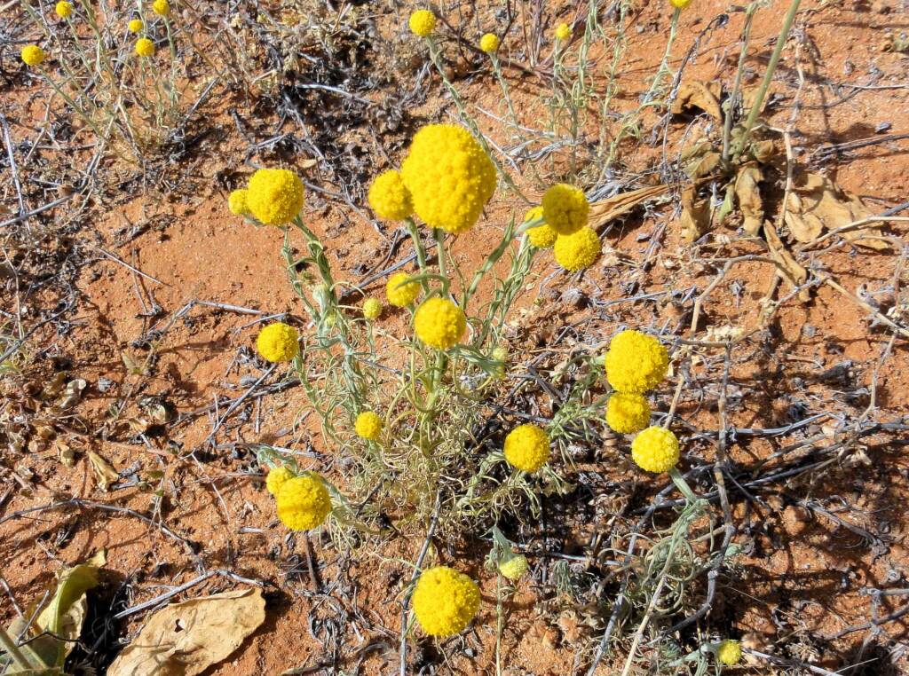 Yellow Billybutton (Calocephalus platycephalus), Binns Track, NT