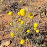 Yellow Billybutton (Calocephalus platycephalus), Binns Track, NT
