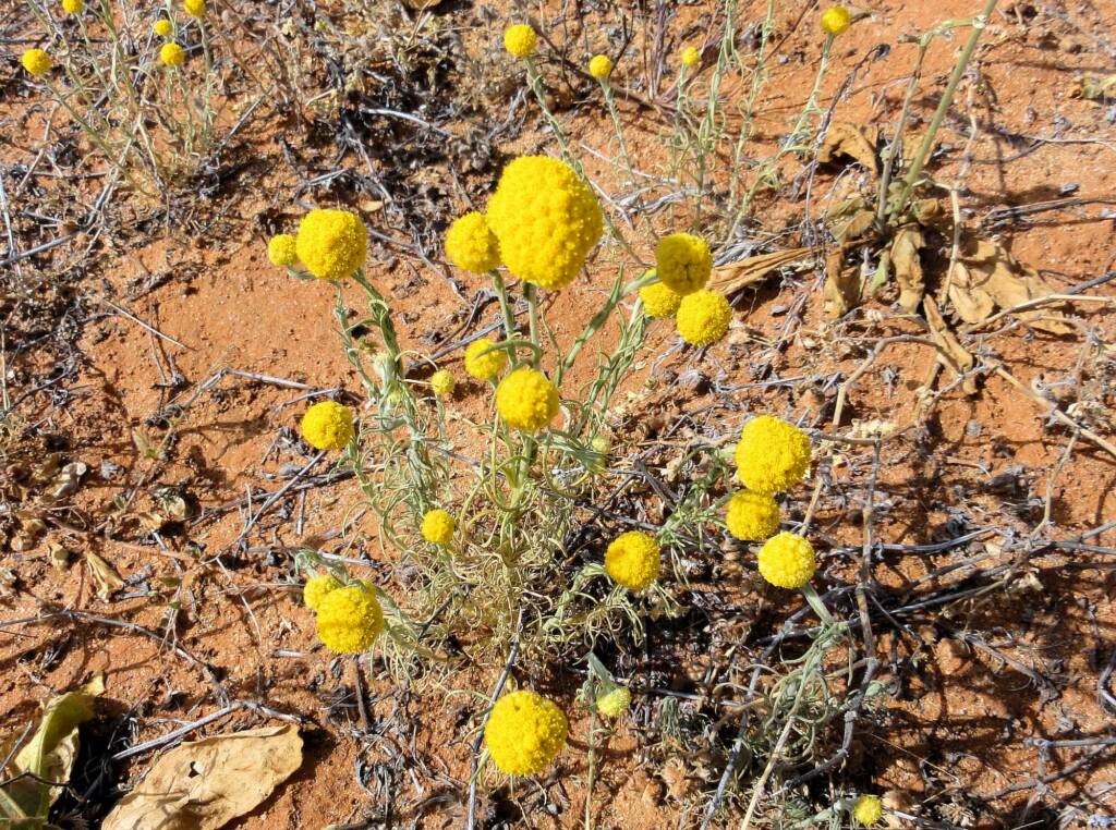 Yellow Billybutton (Calocephalus platycephalus), Binns Track, NT