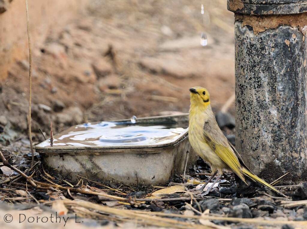 Yellow-tinted Honeyeater (Ptilotula flavescens)