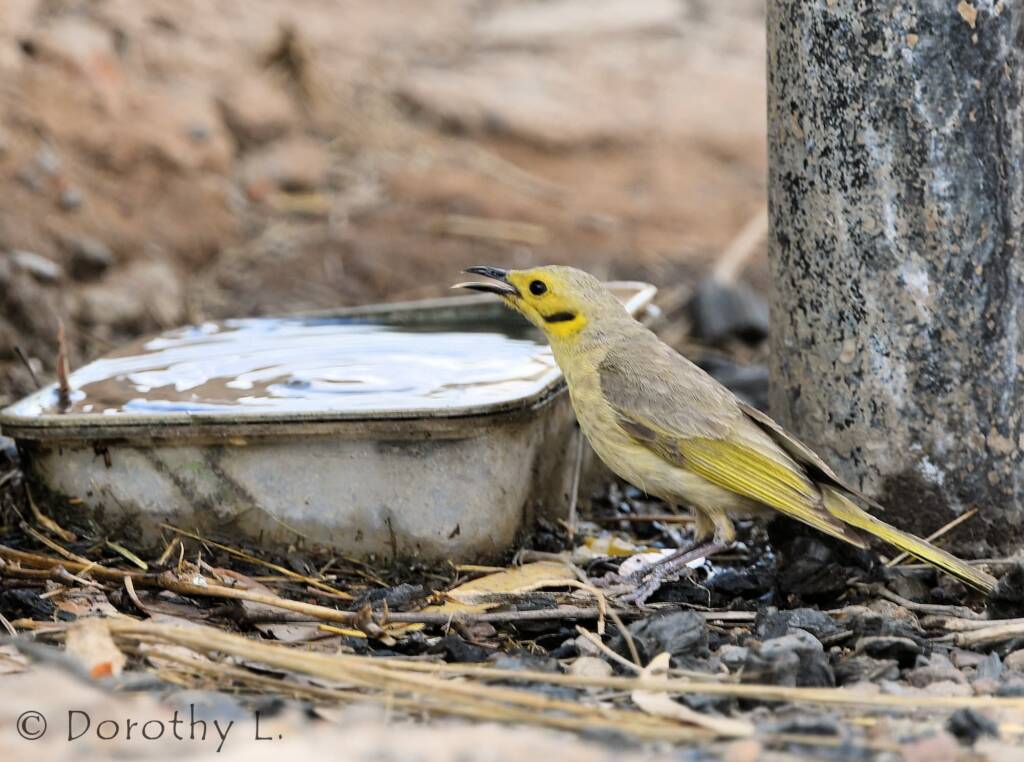 Yellow-tinted Honeyeater (Ptilotula flavescens)