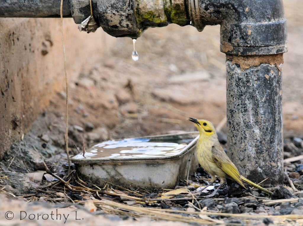 Yellow-tinted Honeyeater (Ptilotula flavescens)