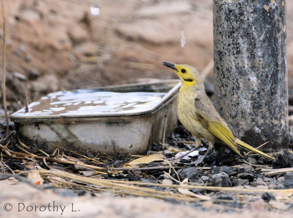 Yellow-tinted Honeyeater (Ptilotula flavescens)