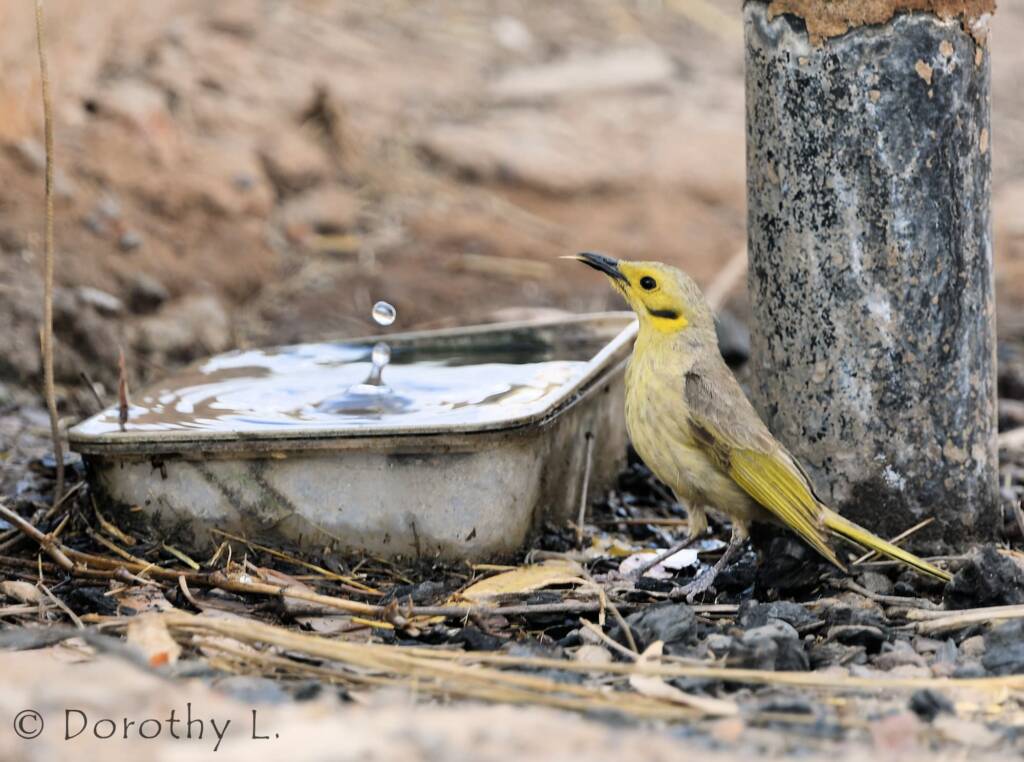 Yellow-tinted Honeyeater (Ptilotula flavescens)