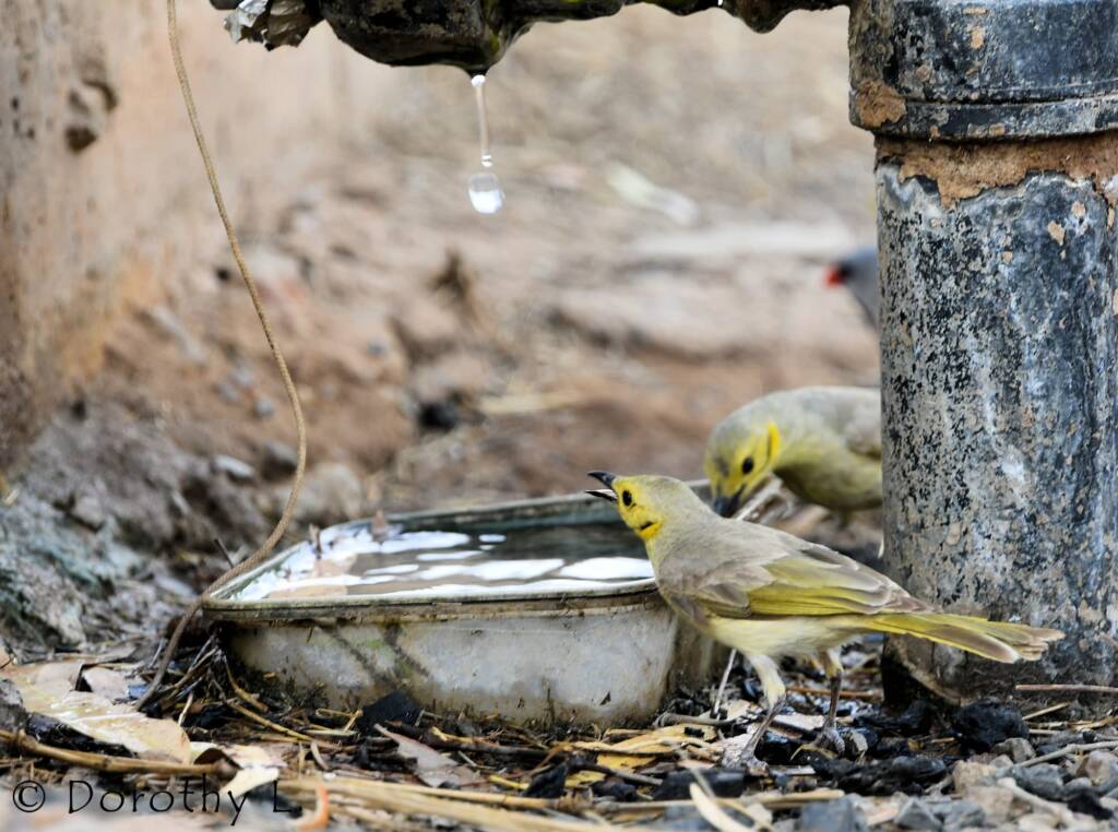 Yellow-tinted Honeyeater (Ptilotula flavescens)