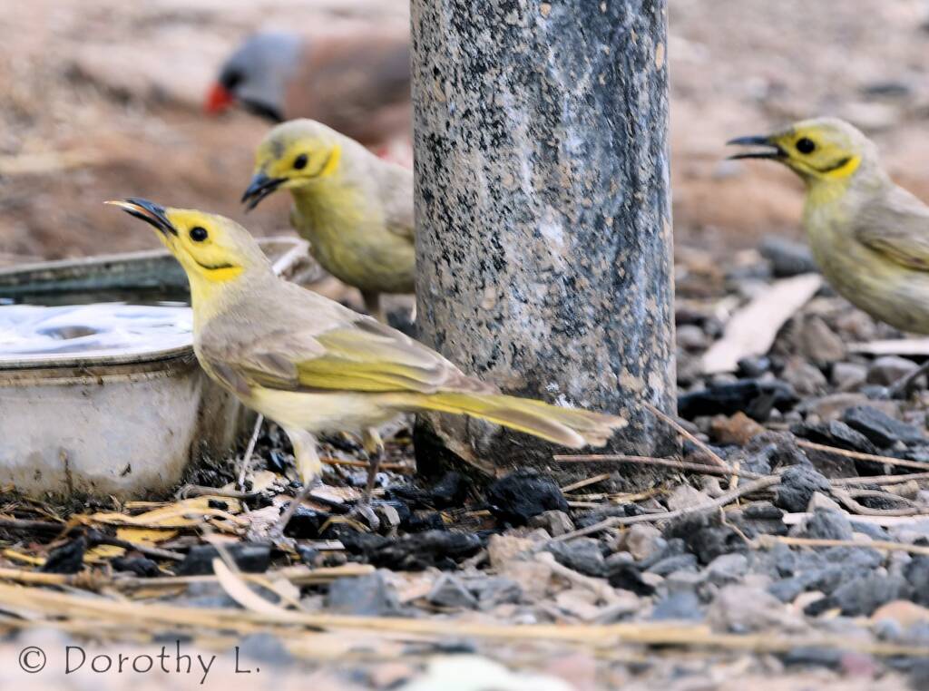 Yellow-tinted Honeyeater (Ptilotula flavescens)